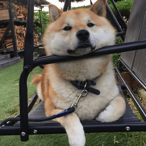 柴犬在摇椅上的悠闲狗生动图（柴犬在摇椅上的悠闲狗生动图）
