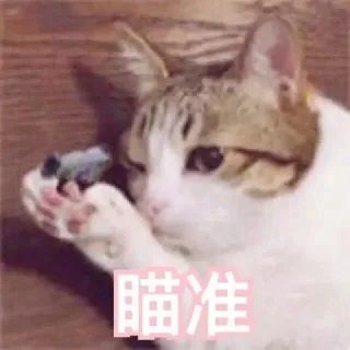 猫咪射击三连 _猫咪_射击表情包
