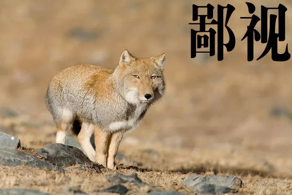 大方脸表情帝——藏狐_藏狐
