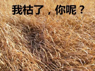 哈哈哈这是什么沙雕表情包啊表情包