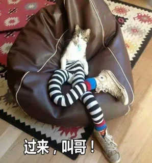 大长腿性感小野猫表情包_小野猫_喵星人_大长腿_萌萌哒表情包