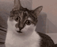 猫猫惊呆 GIF 动图（猫猫惊呆 GIF 动图）