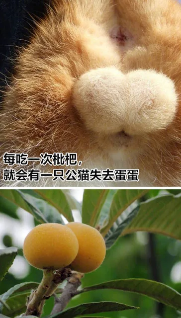 每吃一次枇杷，就会有一只公猫失去蛋蛋（每吃一次枇杷，就会有一只公猫失去蛋蛋）