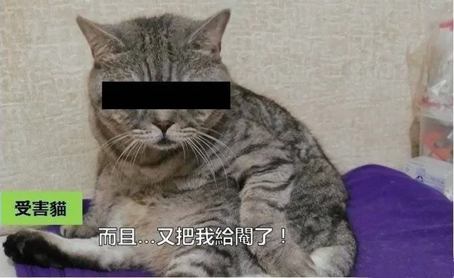 受害貓而且…又把我给了!