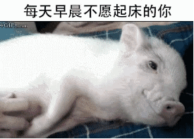敢不敢发给你的女朋友？ _女朋友_猪猪