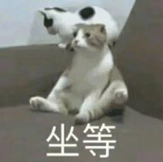 坐等（猫咪）（坐等（猫咪））
