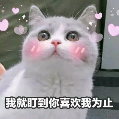 我就盯到你喜欢我为止（猫咪）（我就盯到你喜欢我为止（猫咪））
