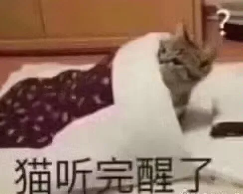 猫听完醒了（猫听完醒了）
