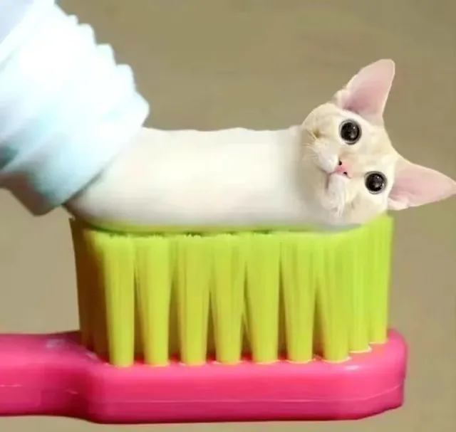 猫咪牙膏表情包（猫咪牙膏表情包）