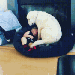 一组萌娃与狗狗 GIF 动图