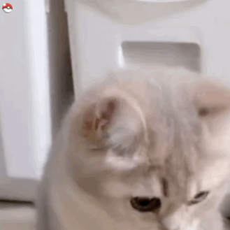 嗯？（猫咪表情包）（嗯？（猫咪表情包））