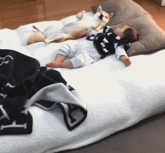 柴犬与萌娃并排水