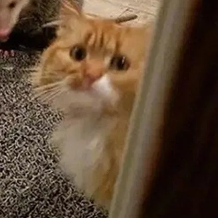 可怜的猫咪（可怜的猫咪）