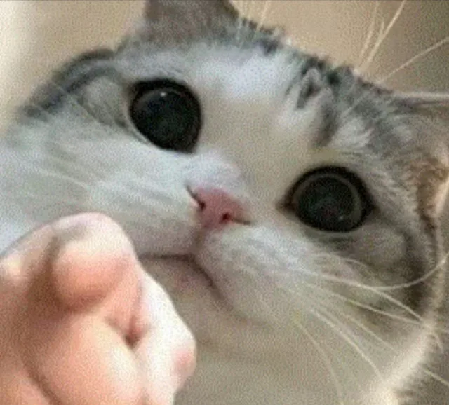 猫猫指人表情包（猫猫指人表情包）