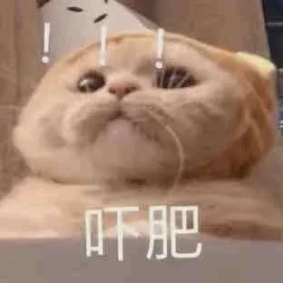 一些猫猫