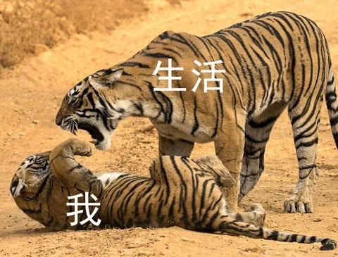 生活把我安排得明明白白