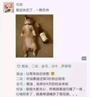 柯基：最近失恋了，一醉方休