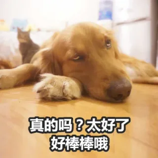真的吗?太好了好棒棒哦