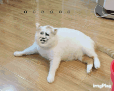 变脸猫挠痒 GIF（变脸猫挠痒 GIF）