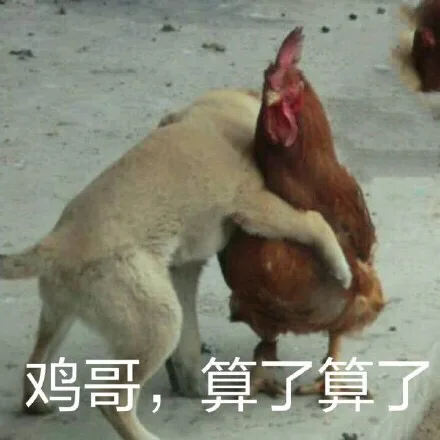 鸡哥，算了算了（鸡哥，算了算了）