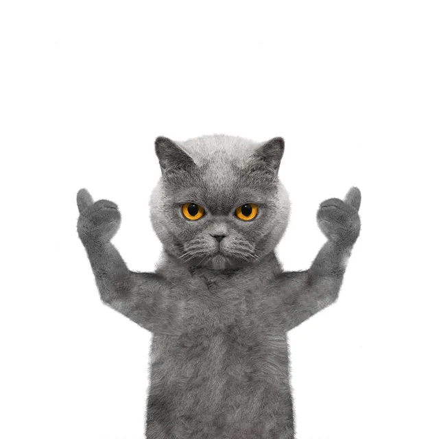 猫咪竖起了大拇指，老哥稳（猫咪竖起了大拇指，老哥稳）