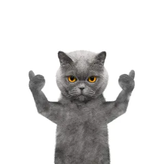猫咪竖起了大拇指，老哥稳