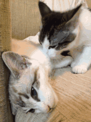 舔舔舔