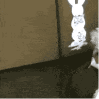 突然出现 GIF 动图（突然出现 GIF 动图）