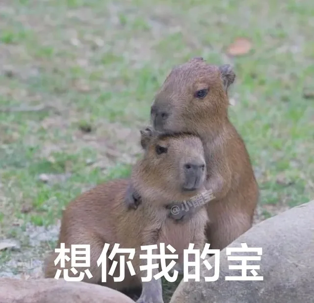 @小酷宝想你我的宝(水豚表情包)（@小酷宝想你我的宝(水豚表情包)）