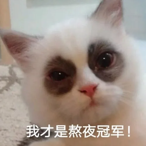 我才是熬夜冠军（猫咪表情包）（我才是熬夜冠军（猫咪表情包））
