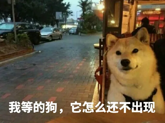 我等的狗，它怎么还不出现_狗子_doge_单身狗表情包