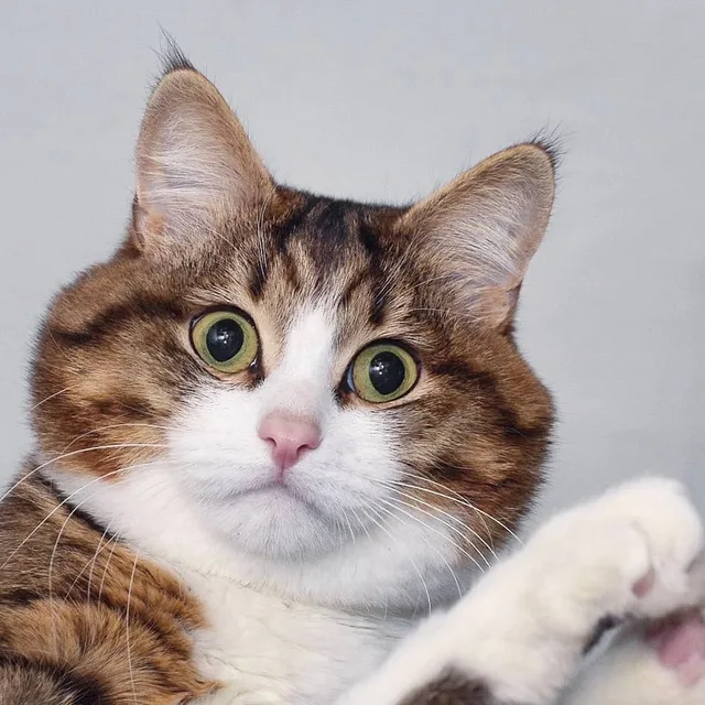 高清猫咪头像