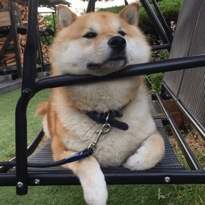 柴犬在摇椅上的悠闲狗生动图（柴犬在摇椅上的悠闲狗生动图）