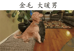 金毛，大暖男