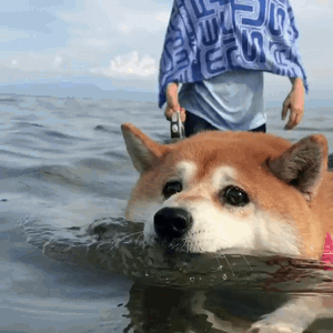 柴犬小花游泳动图