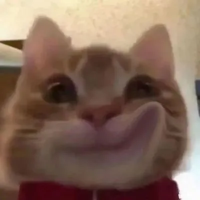 歪嘴猫猫表情包（歪嘴猫猫表情包）