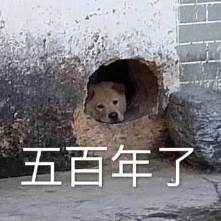 五百年了