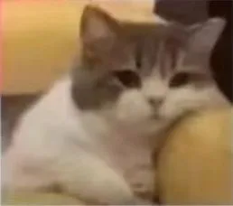 (猫猫表情包)（(猫猫表情包)）