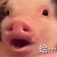 吃惊的小猪：哈？？？蛤？？？
