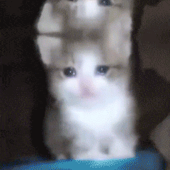哭泣猫咪动态