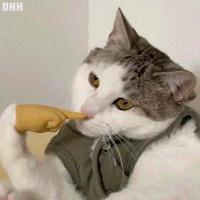 猫猫动图表情包（猫猫动图表情包）