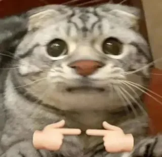 猫咪揣手手表情包