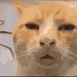 奇怪猫猫动图GIF（奇怪猫猫动图GIF）