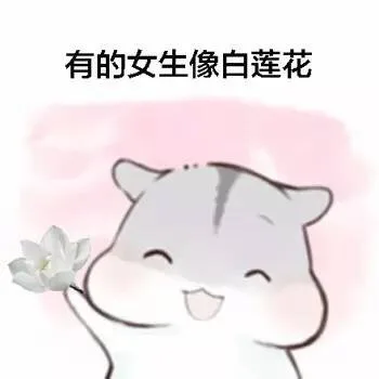 有的女生像白莲花 （仓鼠表情包）_仓鼠
