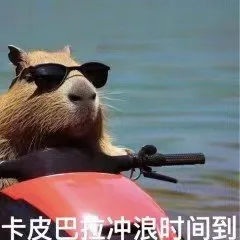 卡皮巴拉冲浪时间到(水豚表情包)（卡皮巴拉冲浪时间到(水豚表情包)）