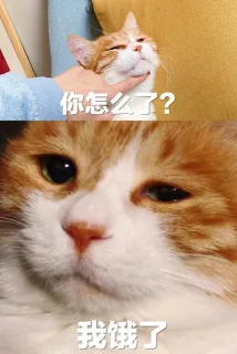 喵星人你怎么了表情包