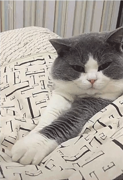 手手不给摸的猫咪_猫咪_萌萌哒表情包