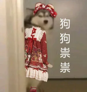 狗狗祟祟换装