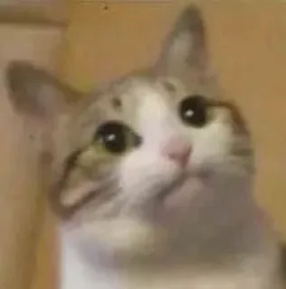 沙雕猫猫头表情包