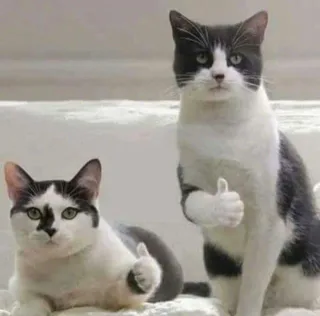两只猫咪为你竖起大拇指